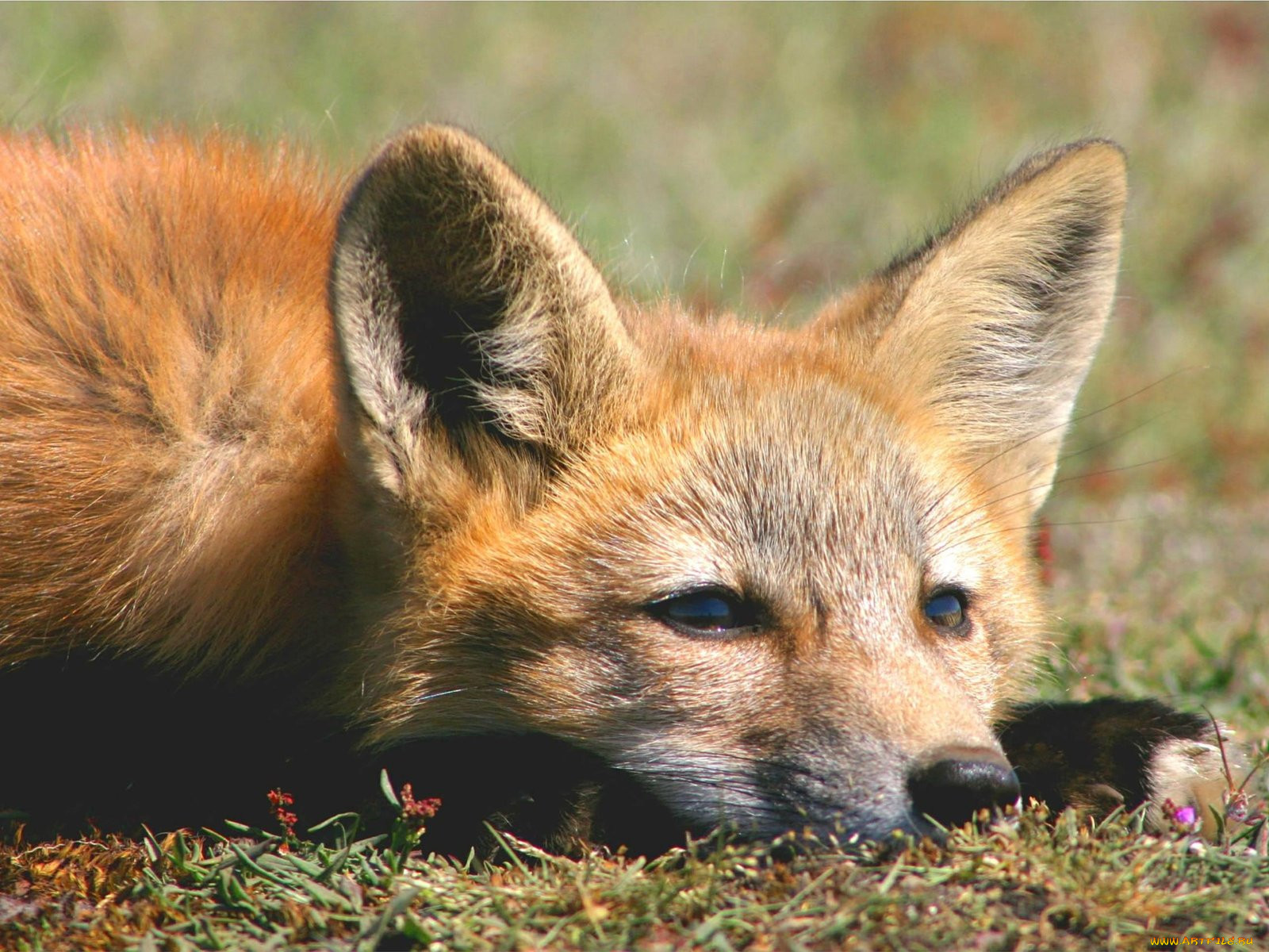 foxes, of, san, juan, island, 04, , 